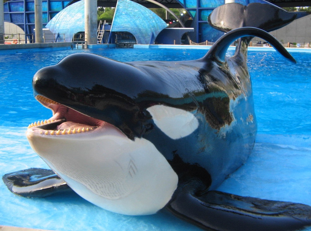 Shamu