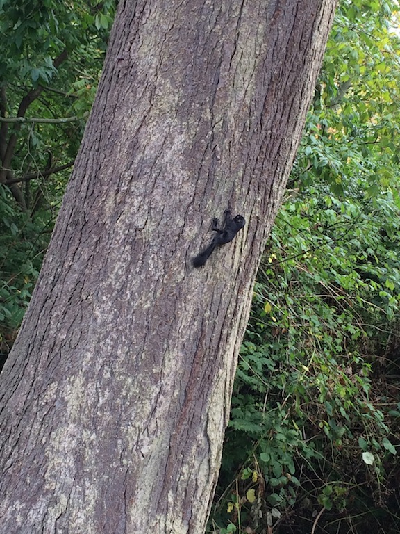 black squirrel