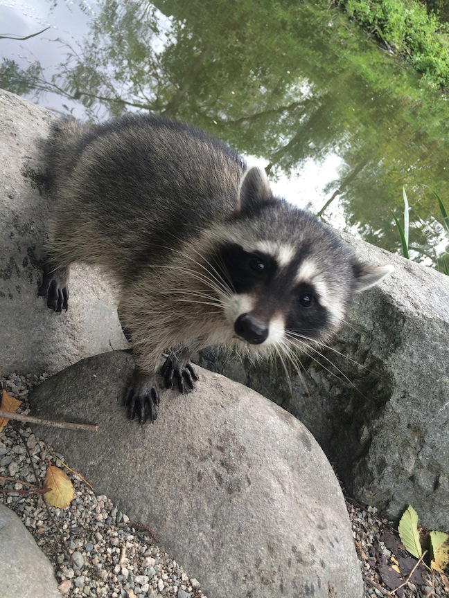 raccoon