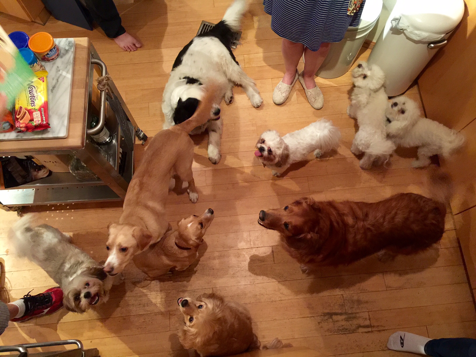 dog party