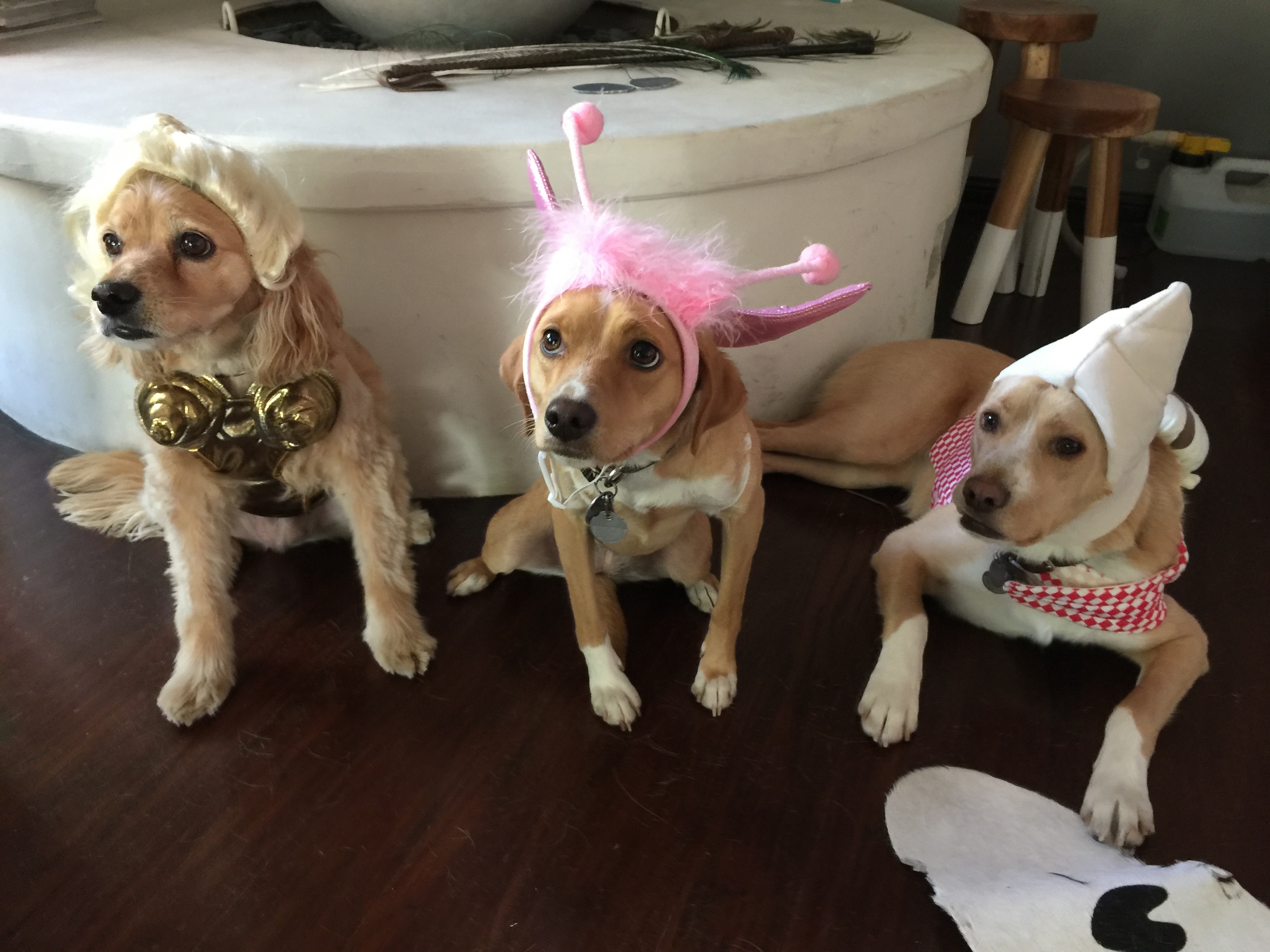 halloween dogs