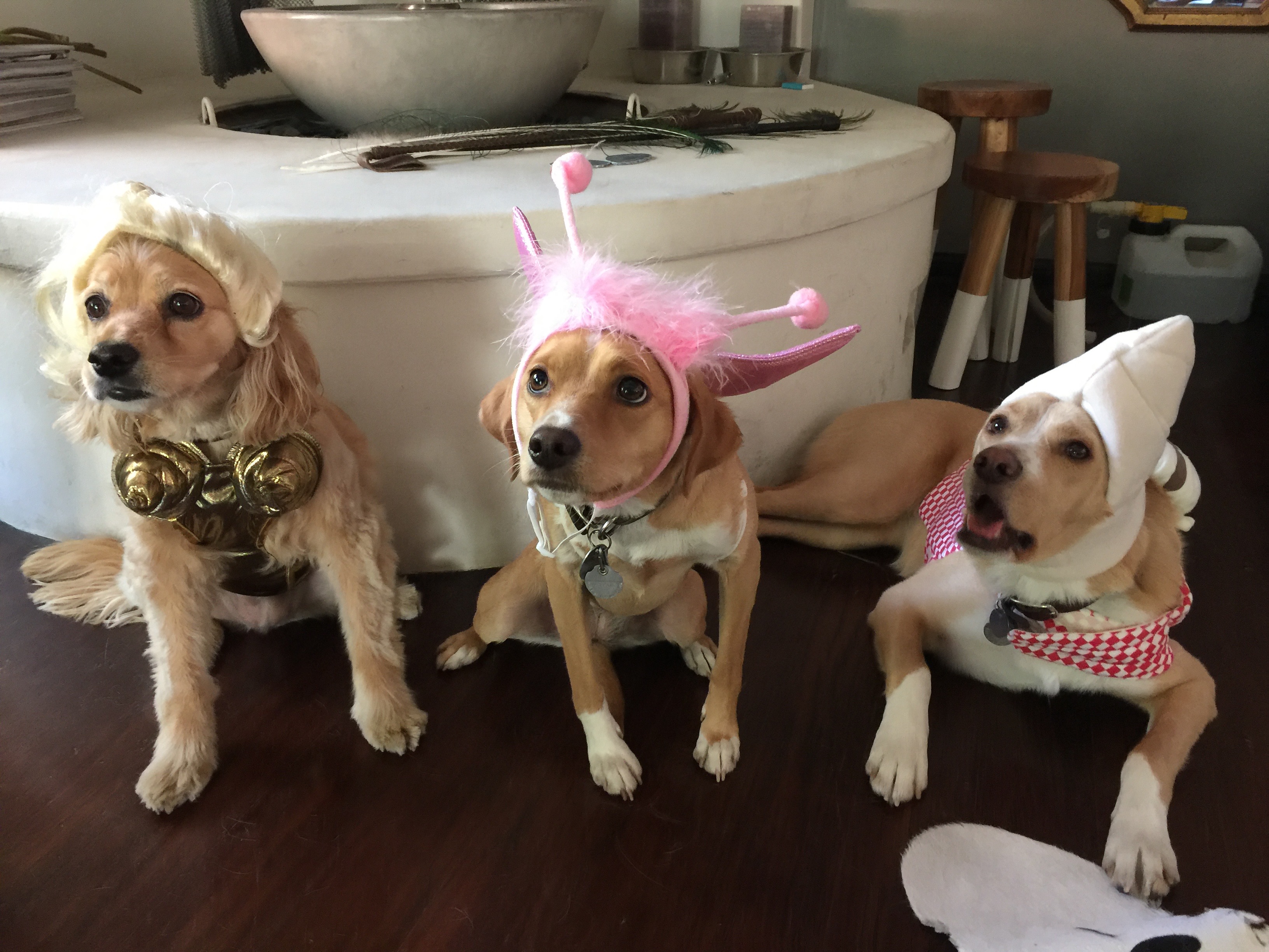 halloween dogs