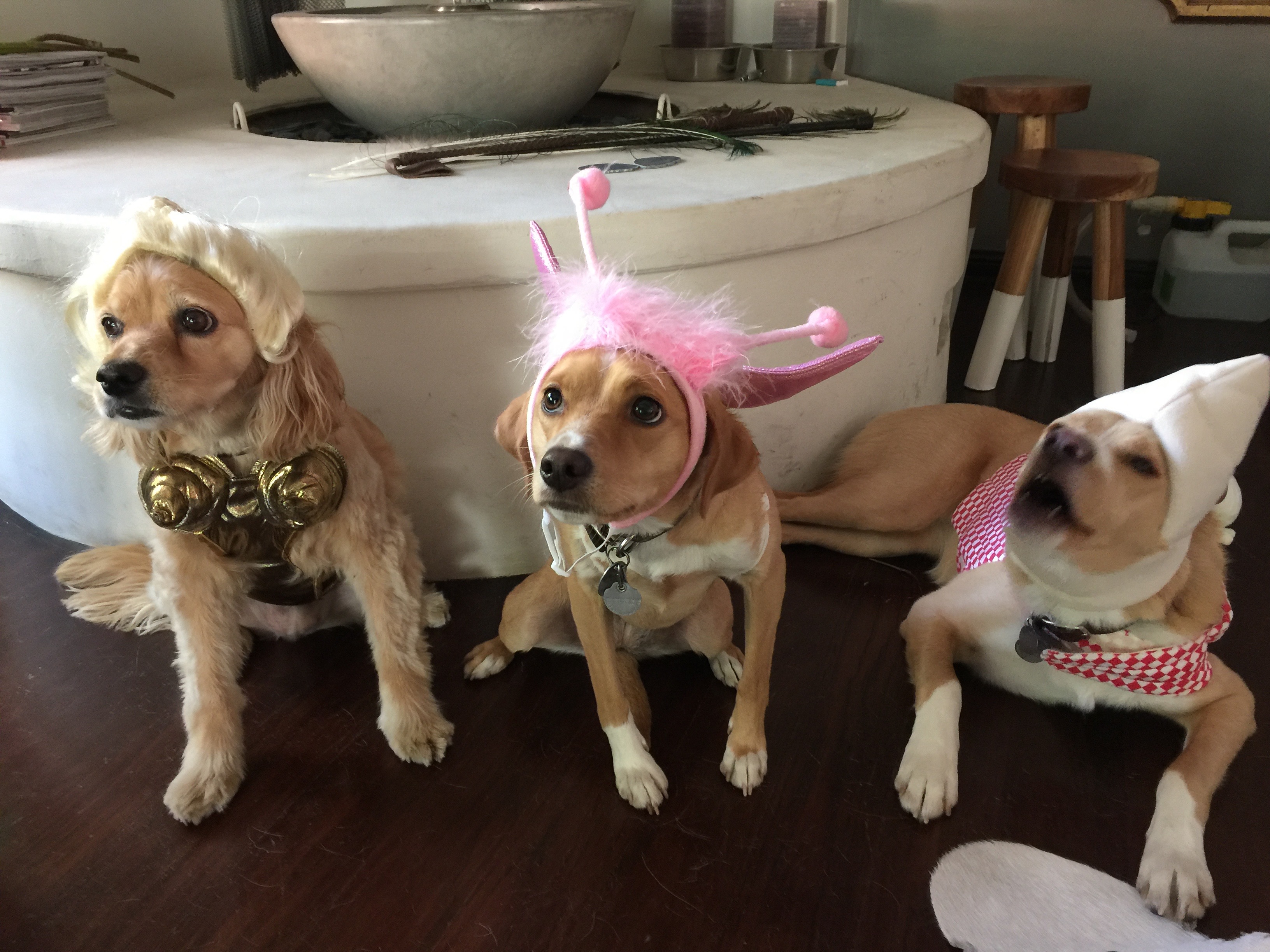 halloween dogs