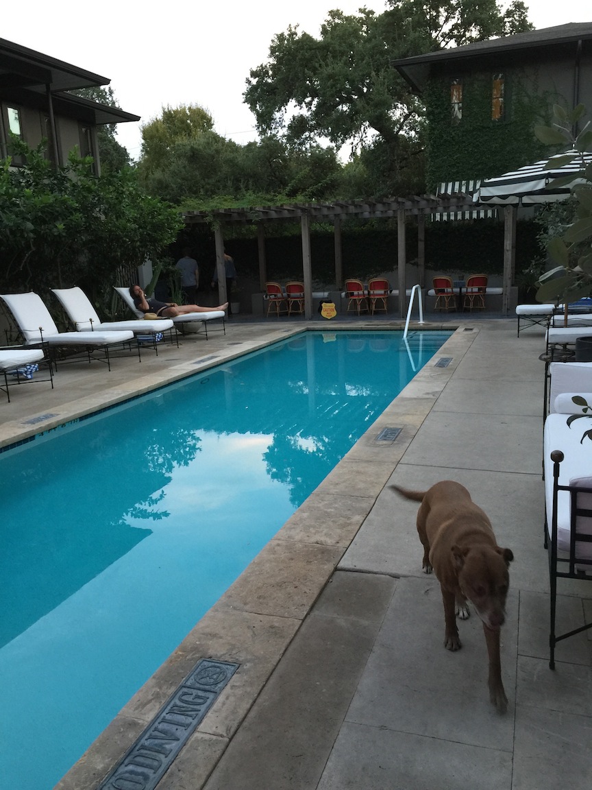 pool dog