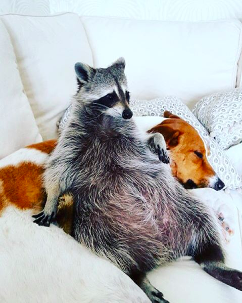 Pumpkin the Raccoon