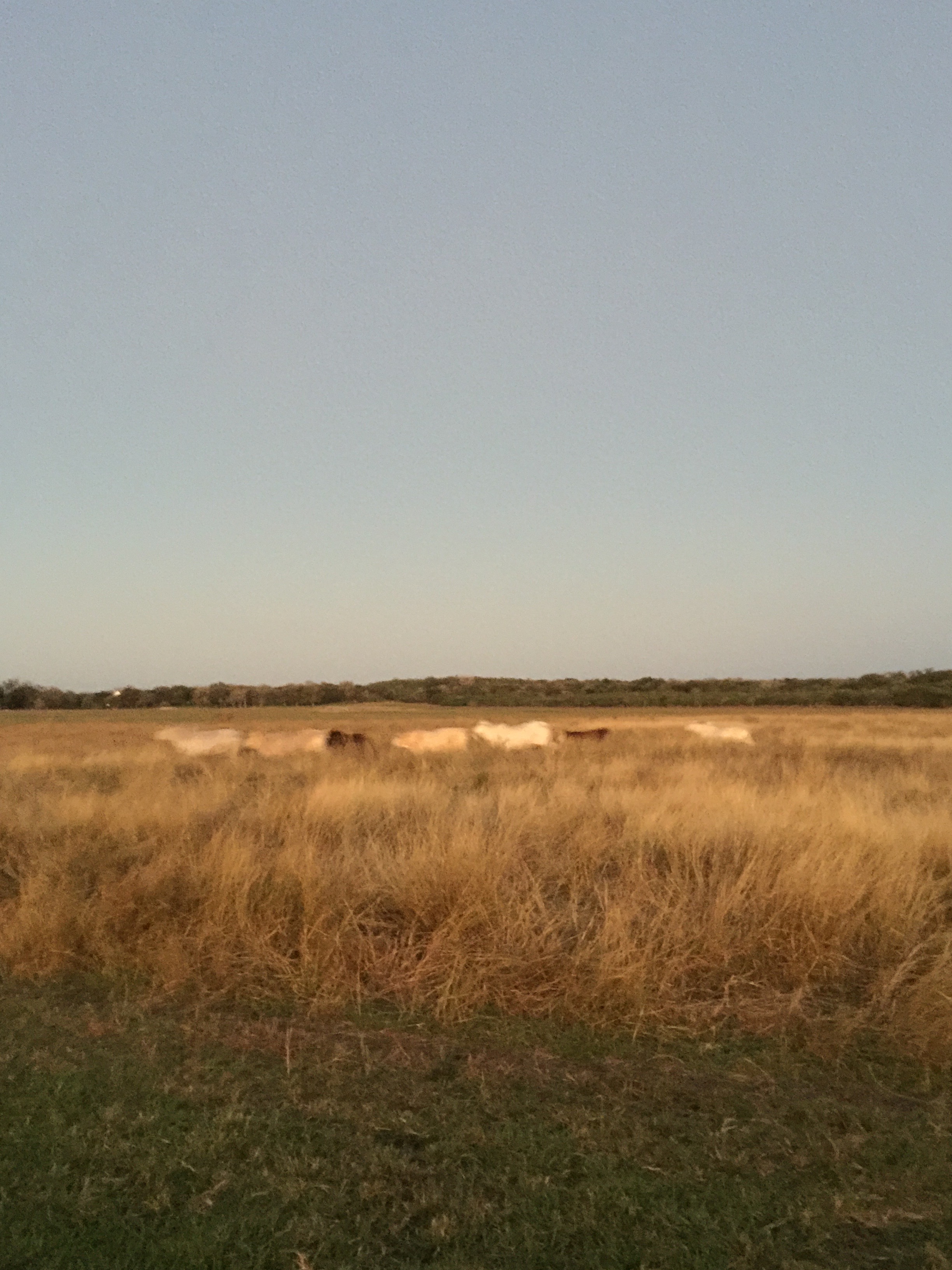 texas cows