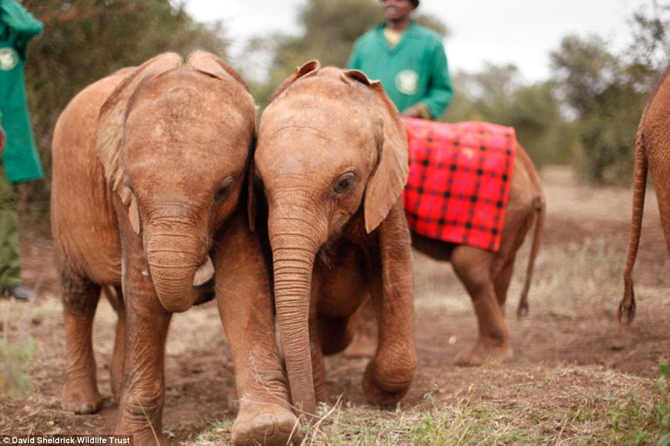 David Sheldrick Wildlife Trust