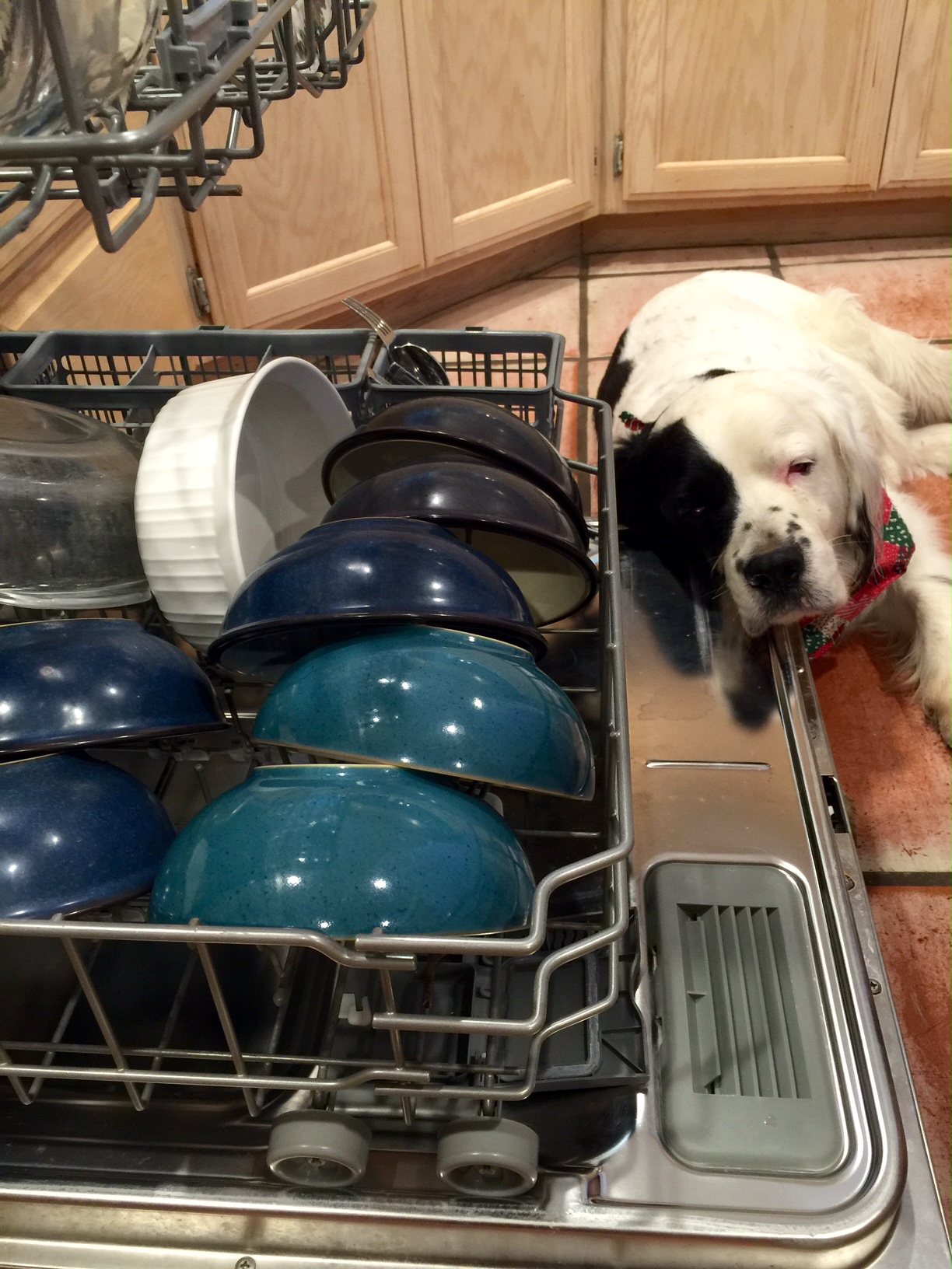 dishwasher naps