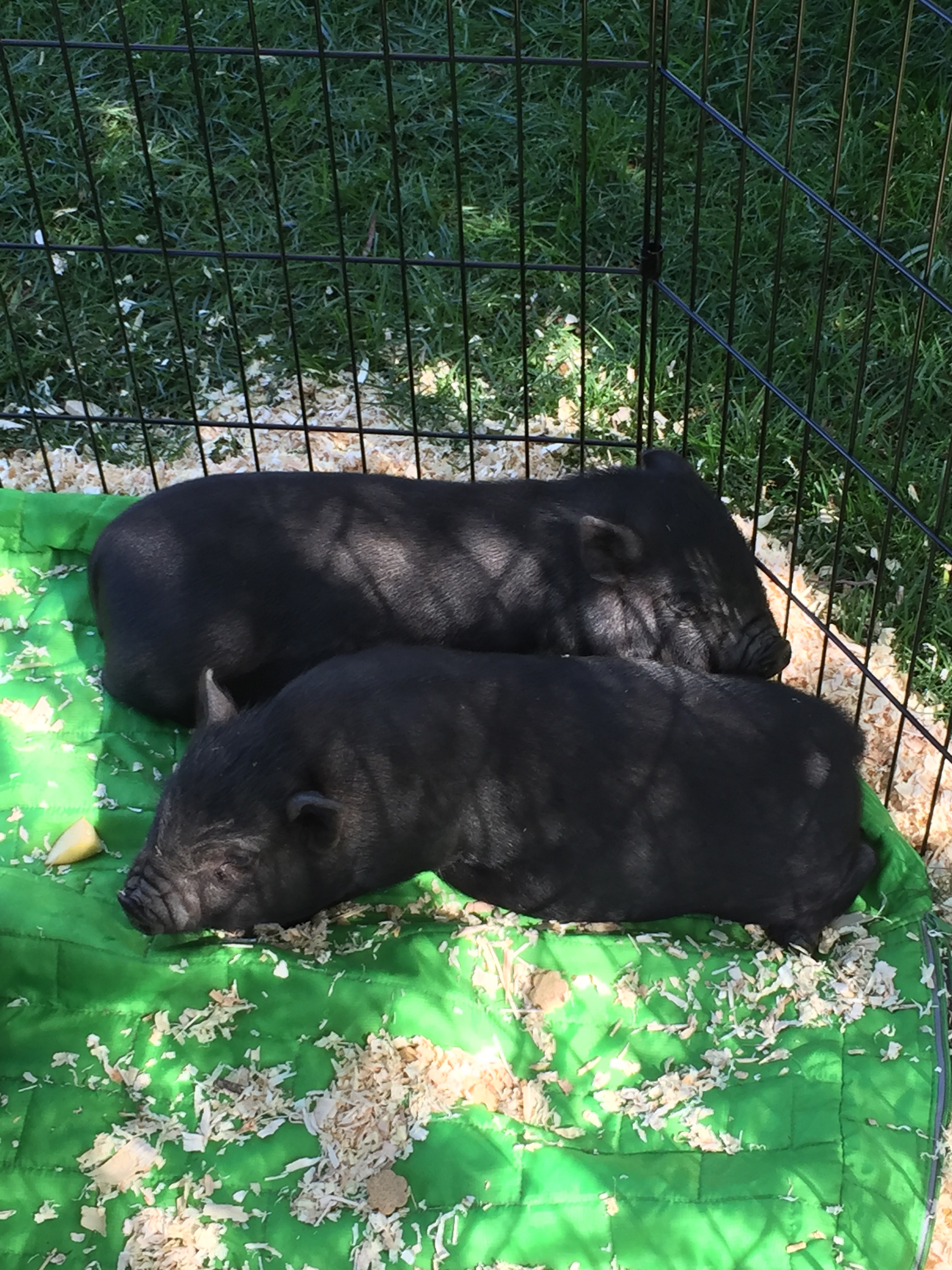 BABY PIGS