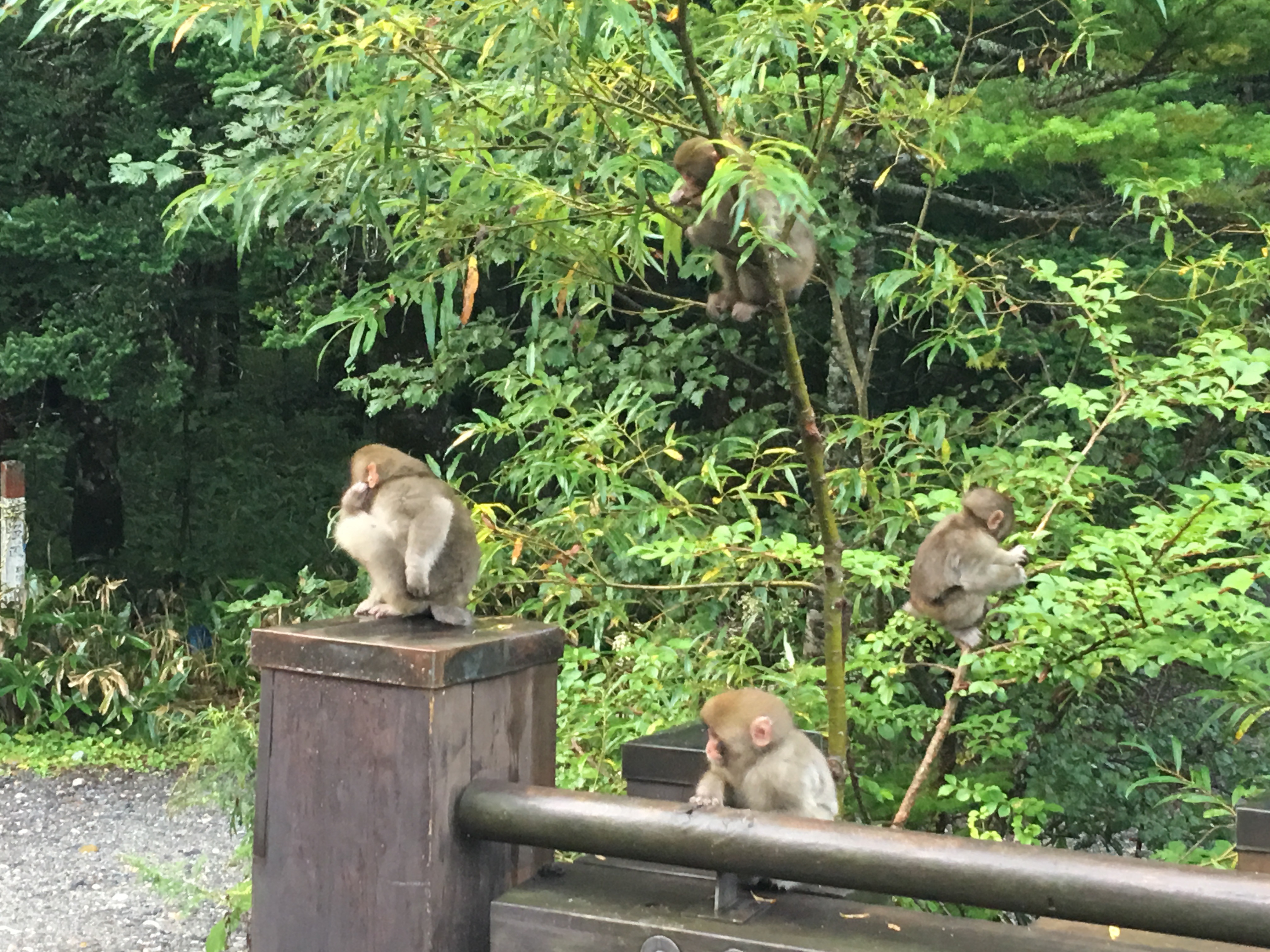 My Parents' Trip To Japan